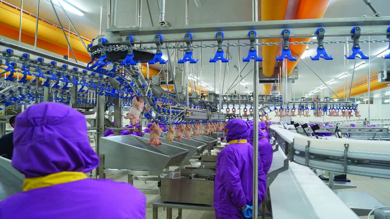 Hastavuk Halka Arz Ne Zaman? Hastavuk halka arz tarihi belli oldu mu?