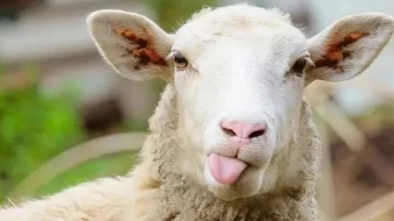 Kurban Bayramı Ne Zaman, Ayın Kaçında? İşte 2026 Kurban Bayramı Tarihleri