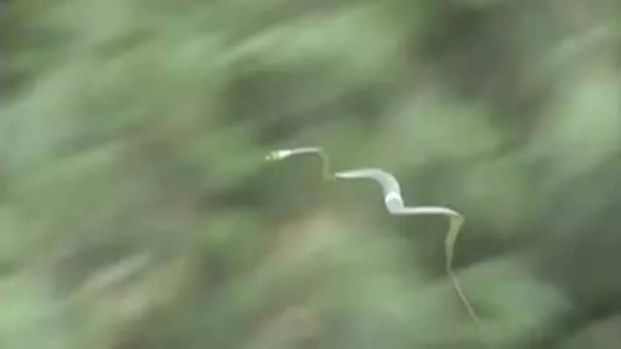 Turkuaz engerek ve uçan yılan Kamboçya mağaralarında ortaya çıktı