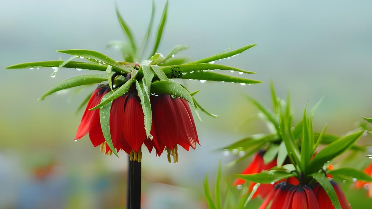 Ağlayan Gelin çiçeğini koparmanın bedeli 577 bin TL