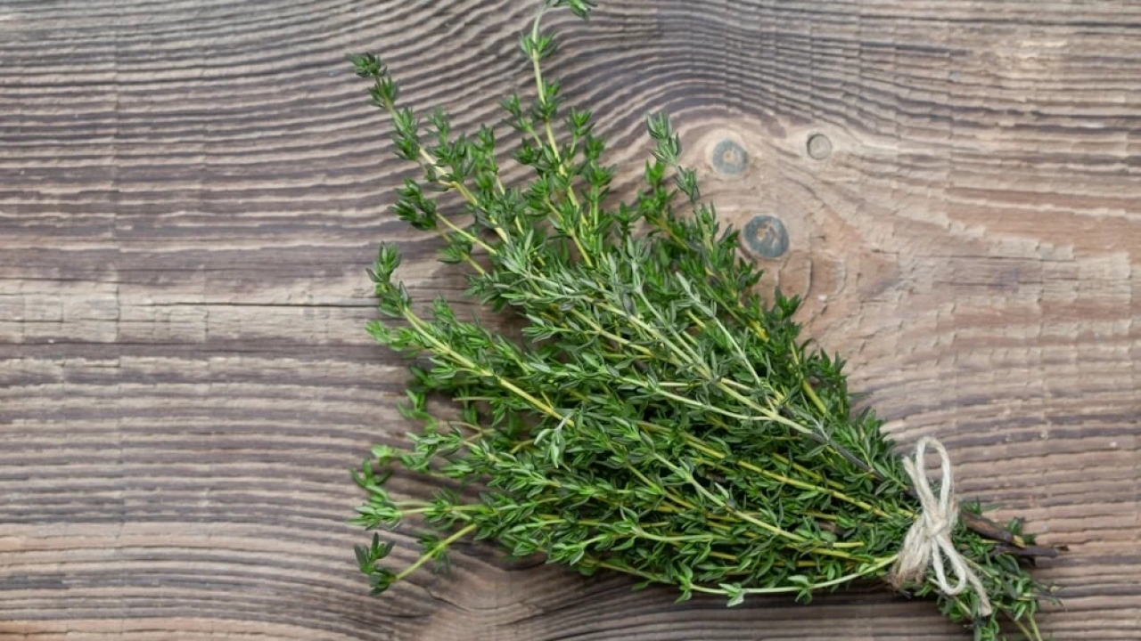 Bu bitki doğal antibiyotik çıktı: Anadolu’da bolca yetişiyor