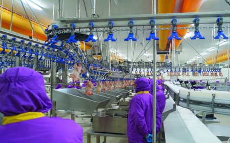 Hastavuk Halka Arz Ne Zaman? Hastavuk halka arz tarihi belli oldu mu?