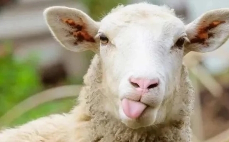 Kurban Bayramı Ne Zaman, Ayın Kaçında? İşte 2026 Kurban Bayramı Tarihleri