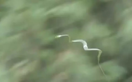 Turkuaz engerek ve uçan yılan Kamboçya mağaralarında ortaya çıktı