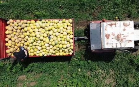 En çok kilo aldıran meyvelerden biri: Üzüme dikkat