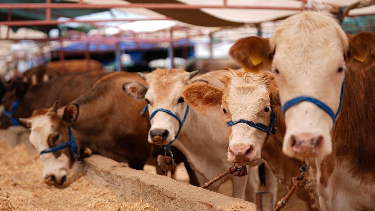 Küçükbaş ve büyükbaş kurban fiyatları ne kadar oldu