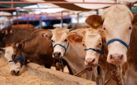Küçükbaş ve büyükbaş kurban fiyatları ne kadar oldu