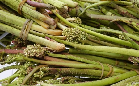 Doğada kendiliğinden yetişiyor: Işgın kapış kapış satılıyor